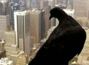 Hi-tech гълъби