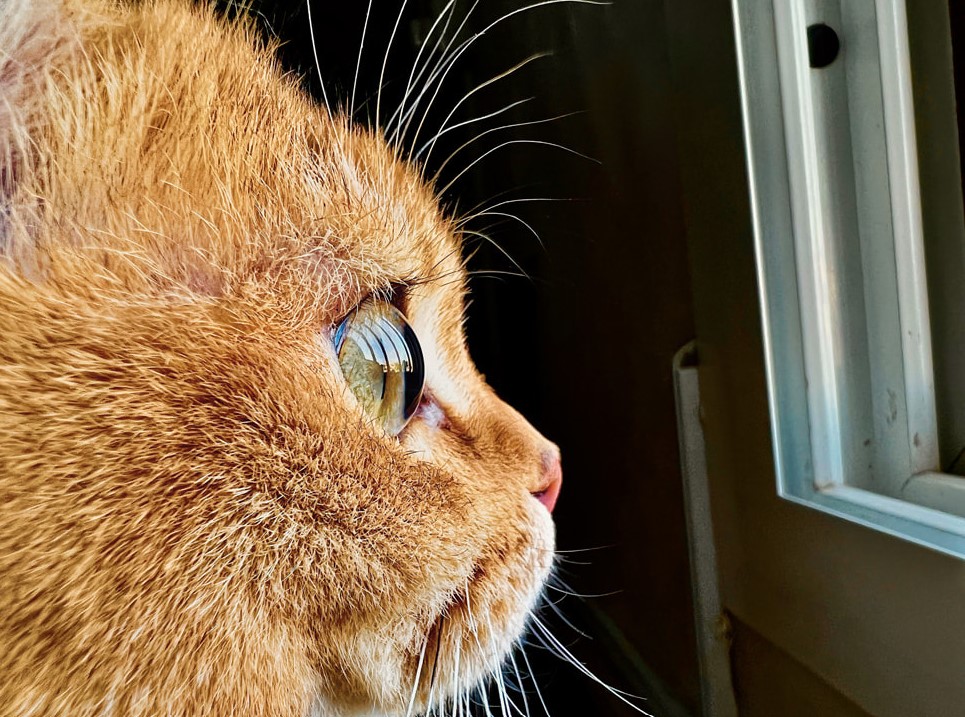 Apple с фотоконкурс за макро фотография