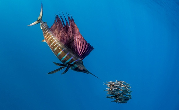 Подробности за HTC Sailfish, който ще наследи Nexus 5X