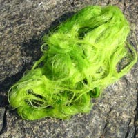 Водораслите също могат да бъдат използвани за батерии