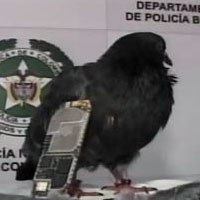 Мобилен телефон чрез пощенски гълъб