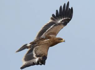 Мигриращи руски орли натрупаха сериозни сметки за роуминг