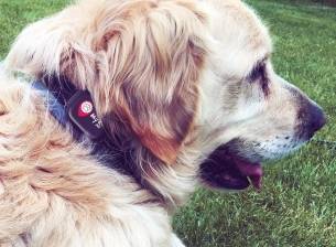 Българската компания “Алтерко Роботикс” представи GPS тракер за домашни любимци